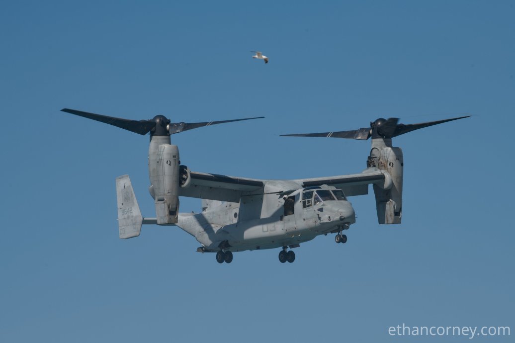 Osprey_2