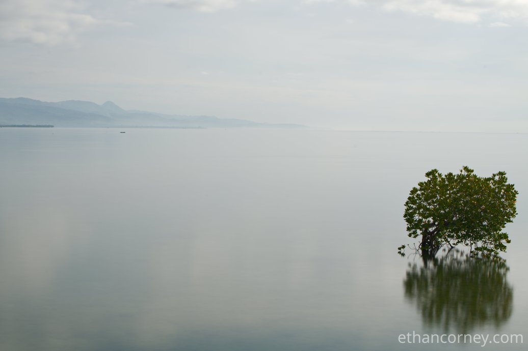 tree_nd1000