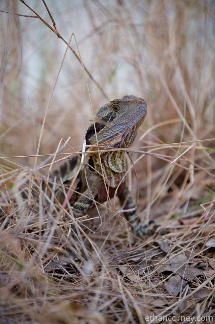 waterdragon