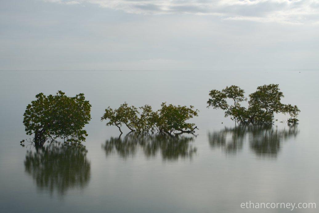 trees_nd1000