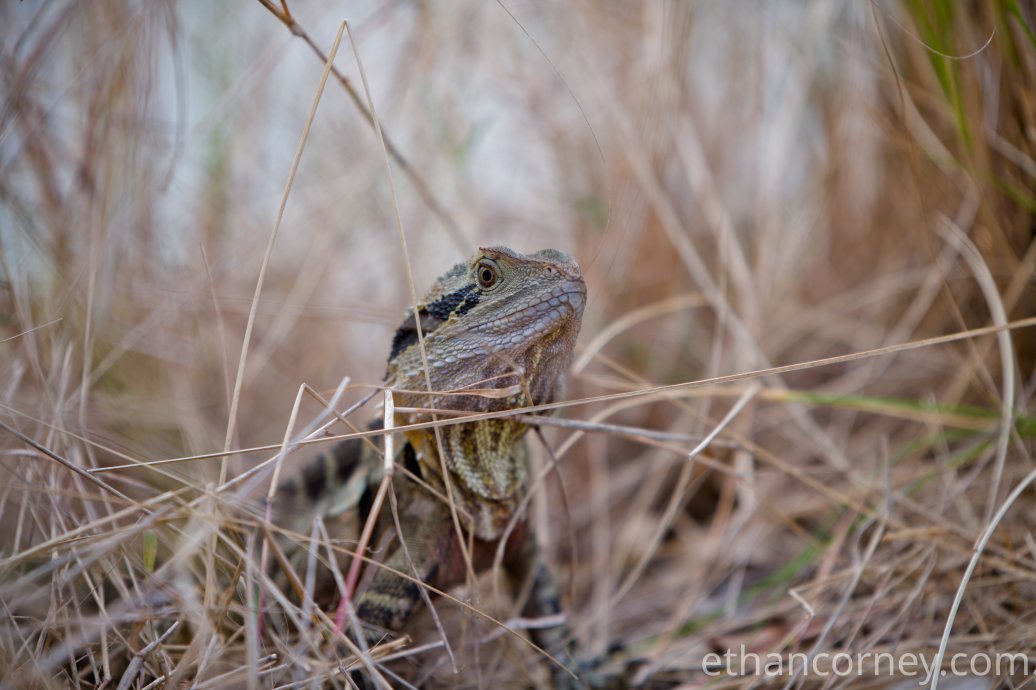 waterdragon