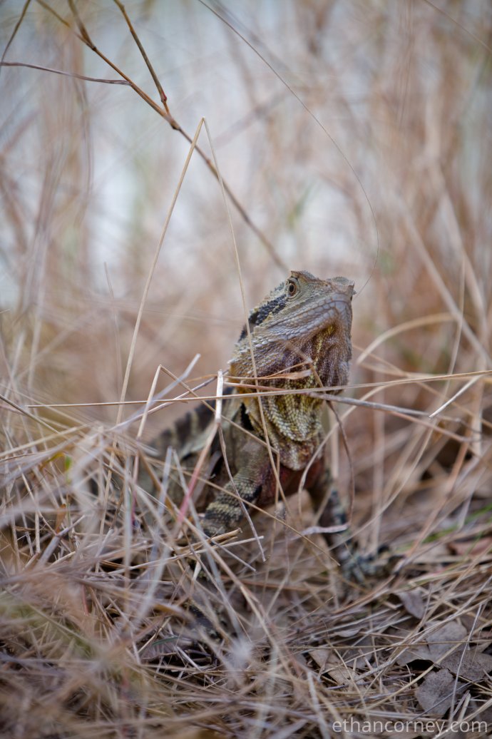 waterdragon